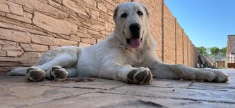 Středoasijský pastevecký pes - SAO - 18