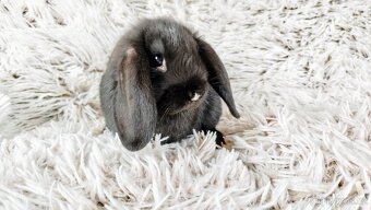 Zakrslý beránek, králík, králíček - PEGGY - 18