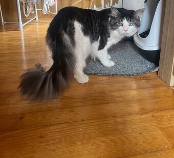 Maine coon mačiatka - 18