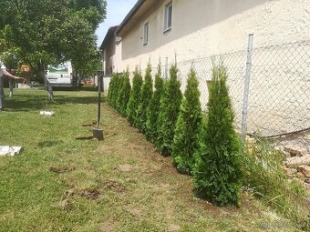 Tuja Smaragd, vavrínovec, červienka - Hodonin - 18