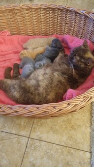 Britská koťátka - 18