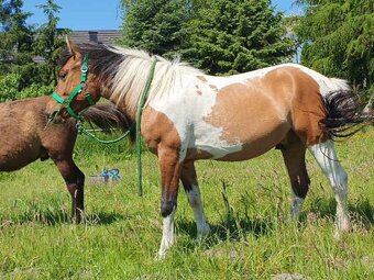 Huculská klisna, hucul, homozygotní Tobiano, pony, malý kůň - 18
