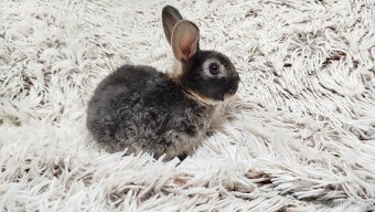 Zakrslý králík, králíček -(REX)-DYLAN A DAISY - 18