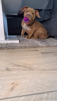 American Bully standard - k odběru - 18