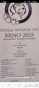 Krycí pes Stafordšírský bulteriér s PP . - 18