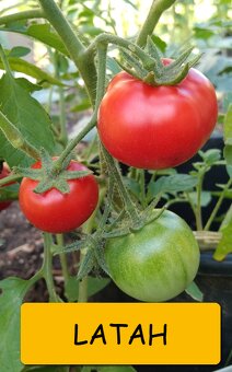 Semínka rajčata - různé druhy - 18