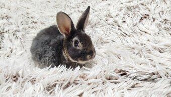 Zakrslý králík, králíček-(REX)-DAISY - 18