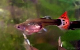 Paví očka Guppky Prachaticko - 18