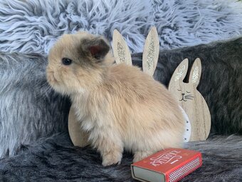 ❤️⭐️Minilop Kralicek Beránek miminka k rerervaci - 18