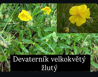 Rostliny do zahrádky - 18