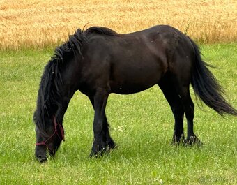 Fellský pony - 5 letá klisna - 18