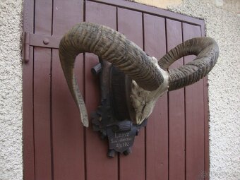 Starožitná Mufloní trofej Muflon 1912 medailové rozměry top - 18