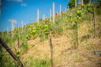 Prodej vinařství Konárovice - 18