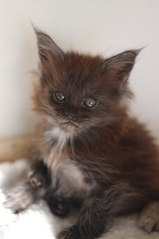 Mainská mývalí s PP - 18