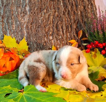 Australský ovčák s PP - 18