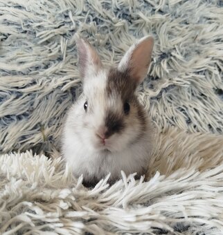 Zakrslý králík - 18