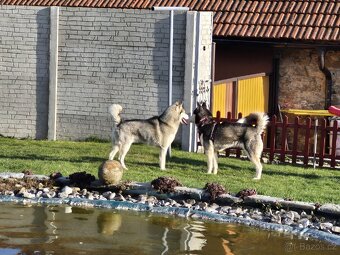 Sibiřský Husky - štěně - 18