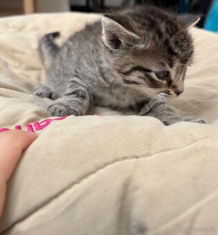 Bengálská/britská koťata - 18