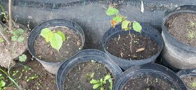 Semena vistárie a katalpy + stromky + vodní rostliny - 18