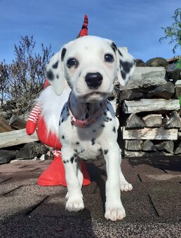 Dalmatin již k odběru - 18