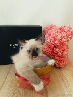 3 krásná koťátka plemene Ragdoll 🖤🐈 - 18
