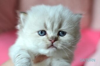 Britská colorpoint koťátka s PP k rezervaci - 18