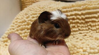 Morčata, morče, morčátka kluci i holky - 18