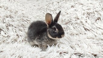 Zakrslý králík, králíček -(REX)-DAISY - 18