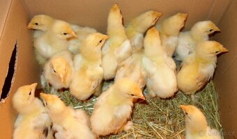 Brahmanka velká - žlutá, tmavá kolumbie - 18