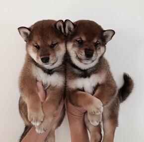 Shiba inu - 18