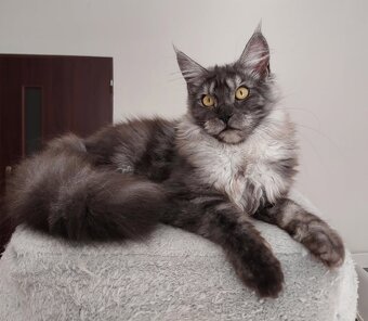 Maine coon, nainska myvalia s PP - 18