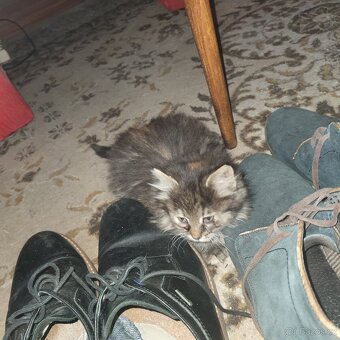 Ponukam maciatko - 18