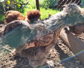 Hedvábnička USA kohouti - 18