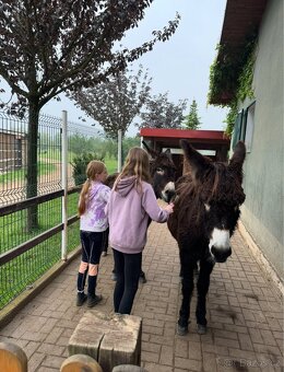 OSEL OSLÍK OSLÍČEK - 18