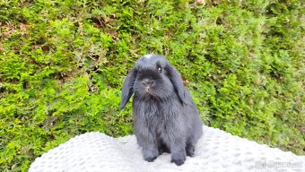 Zakrslý beránek, králíček, králík - ELLA - 18