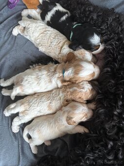 🐶 CAVAPOOCHON ŠTĚŇÁTKA – PRVNÍ VRH NAŠICH RODINNÝCH MAZLÍKŮ - 18