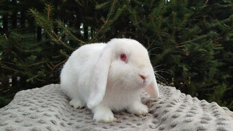 Zakrslý beránek, králíček, králík - WILLIAM - 18