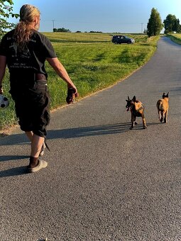 BELGICKÝ OVČÁK MALINOIS - ŠTĚŇATA S PP - 18