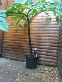 Zmijovec,už rašící kvetoucí hlíza, váha 2500gr - 18