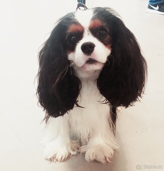 Kavalir King Charles spaniel - 18