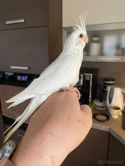 Ručně dokrmené korely Albino - 18