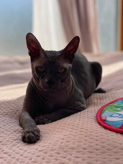 Koťata Donský Sphynx s PP - 18