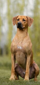 Rhodéský ridgeback  s PP posledni volné štěňatka..vrh E - 18