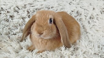 Zakrslý beránek, králíček, králík - RIKI - 18