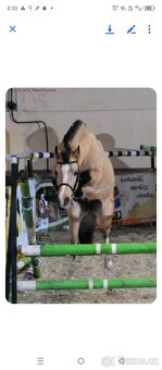 Hřebeček Welsh B 2025 Rezervace - 18