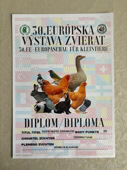 Mláďata zakrslých králíčků z chovu mistra Evropy - 18