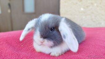 Zakrslý beránek, králíček, králík - ELIAH - 18