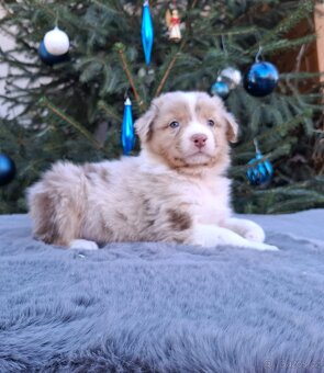 Australský ovčák s PP - 18