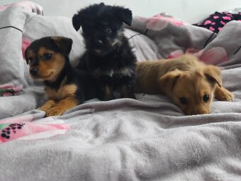 Jorkšírský teriér x pinč - 18