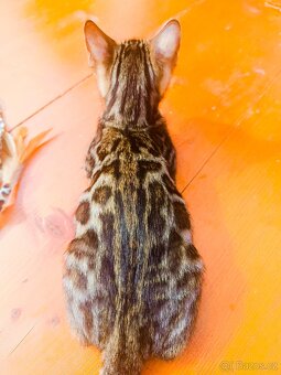 PŘEDBĚŽNÁ REZERVACE LUXUSNÍ Bengálská stříbrná koťáta s PP - 18